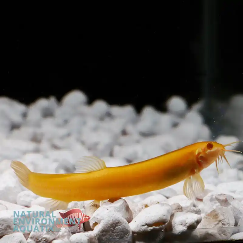 Gold Dojo Loach - Sun Pet