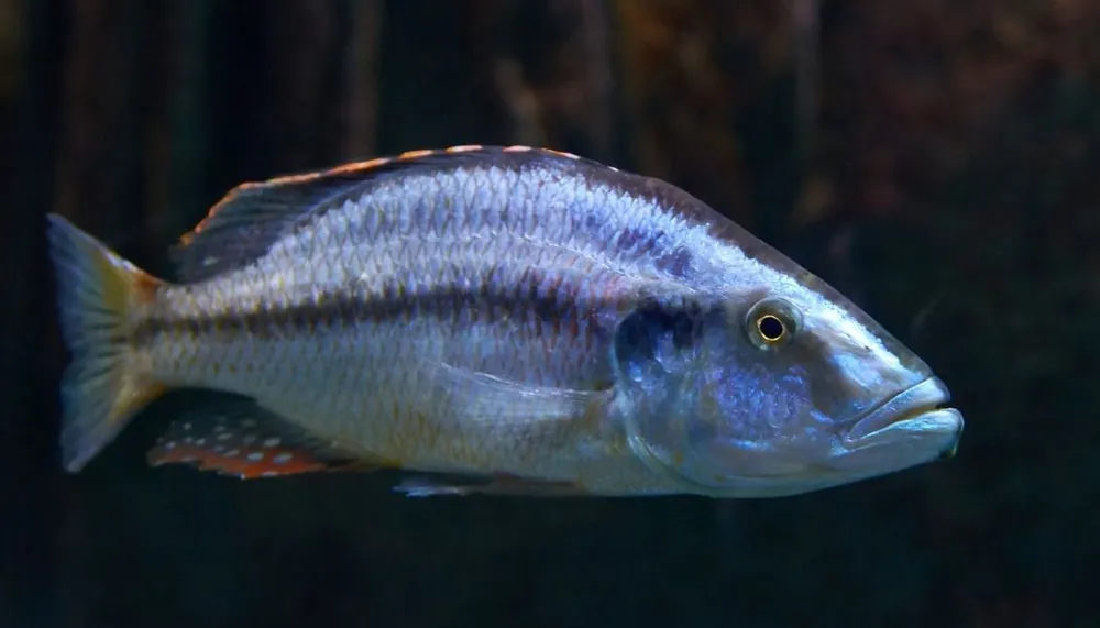 Dimidiochromis Compressiceps Cichlid - Emark Tropical Imports