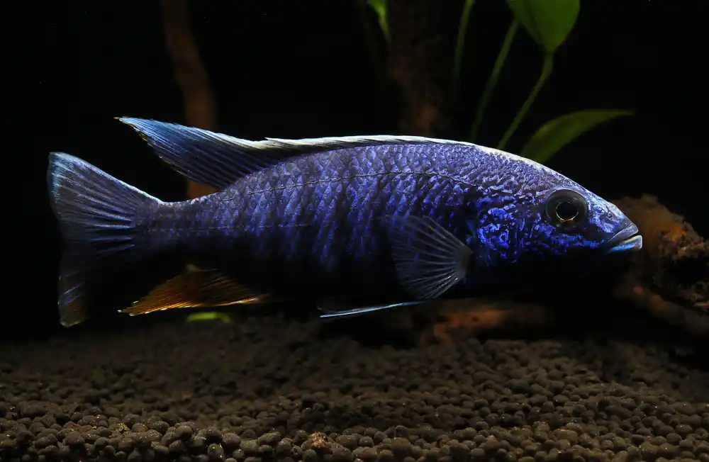 Electric Blue Ahli Cichlid Male Show - Mikes