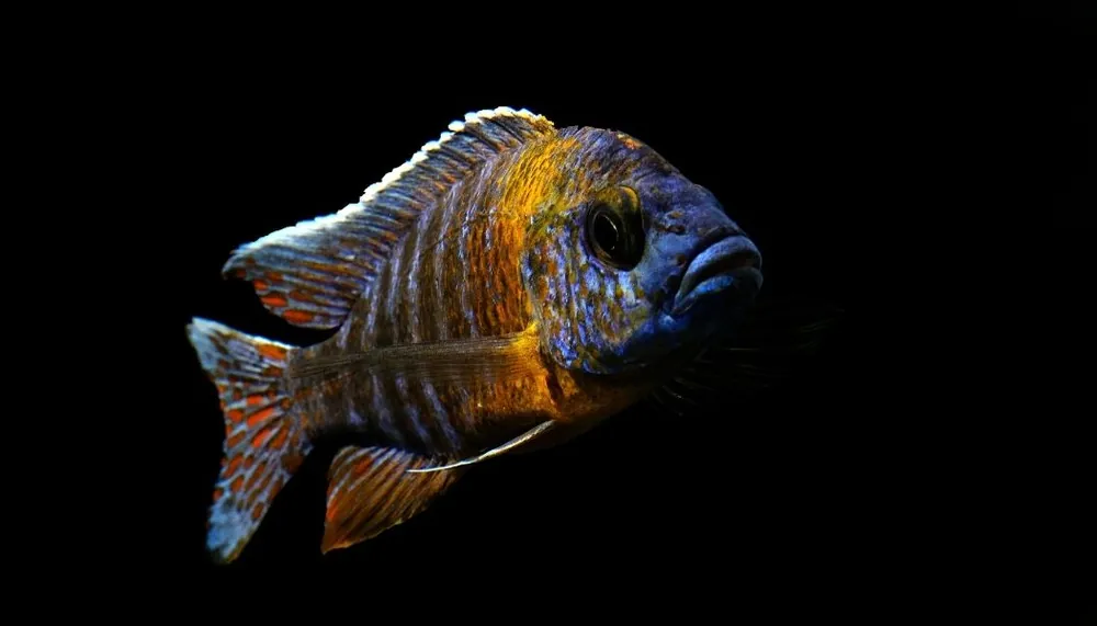 Tiger Haplochromis Cichlid - Florida Exotic