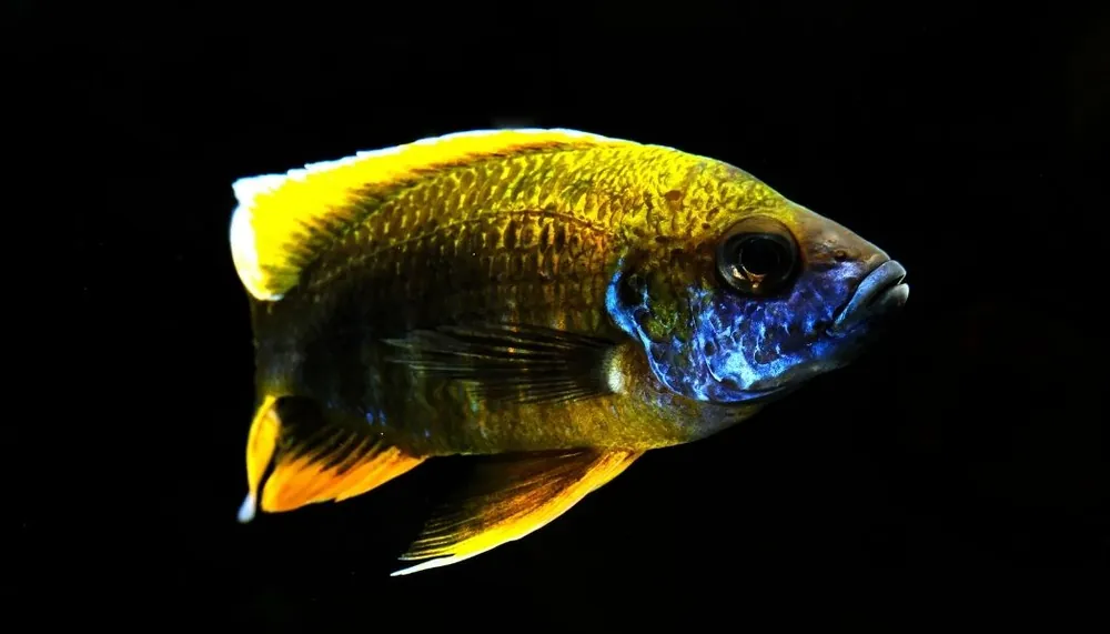 Lemon Jake Peacock Cichlid Male Large - Rick
