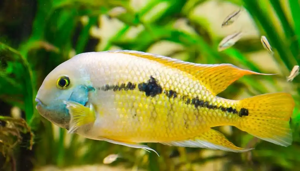 Nicaraguensis Cichlid - 5D Tropical