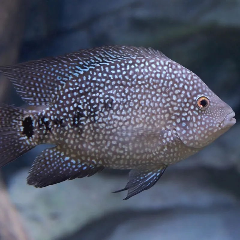 Texas Cichlid - Natural Environment Aquatix