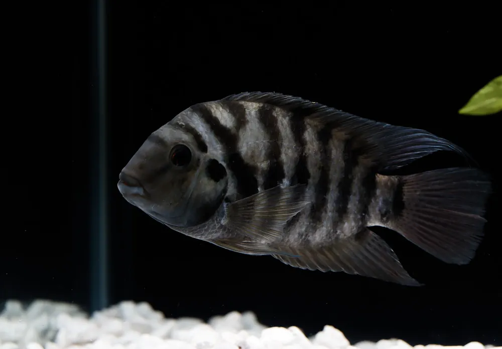 Red Point Honduran Cichlid - Rick