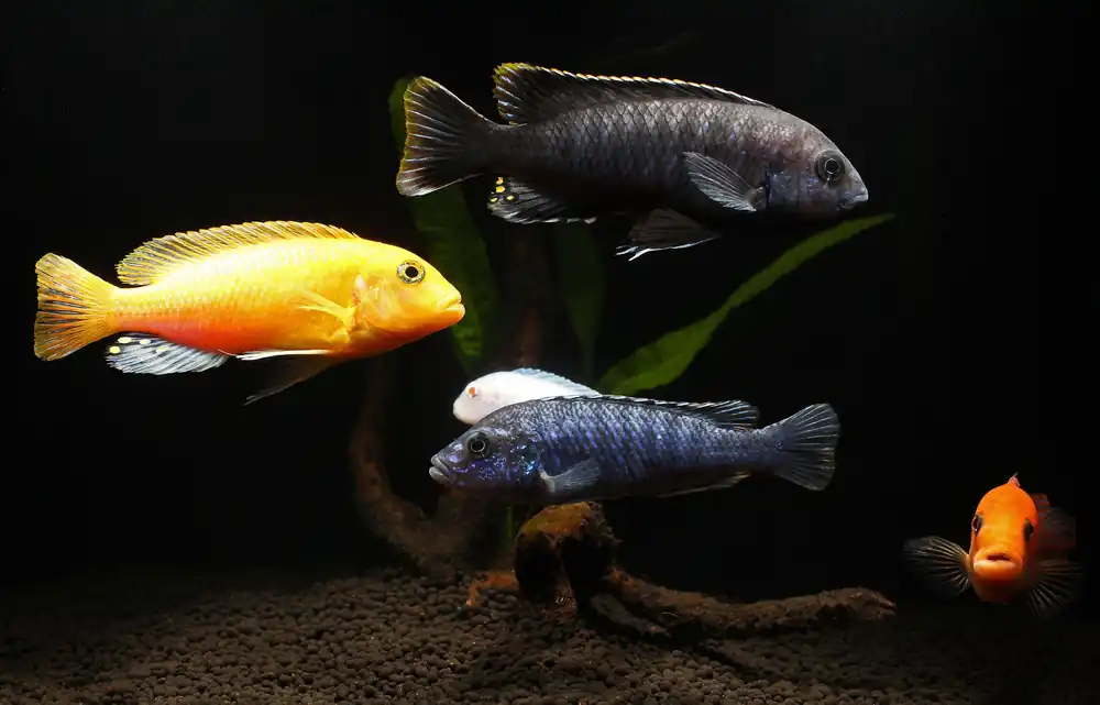 Large Assorted Mbuna Cichlid - Natural Environment Aquatix