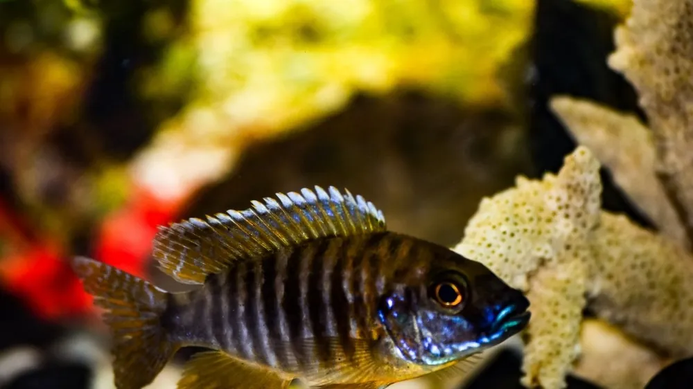 Haplo Hybrid Cichlid - Natural Environment Aquatix