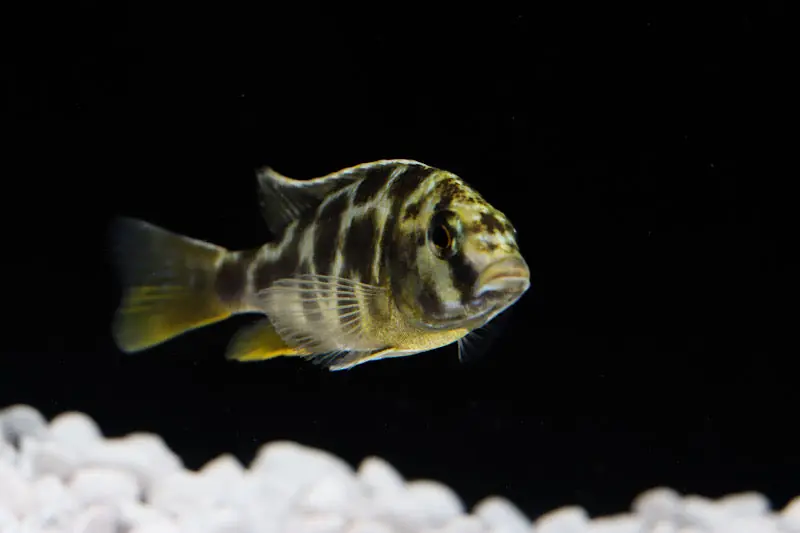 Venustus Cichlid - Ruinemans