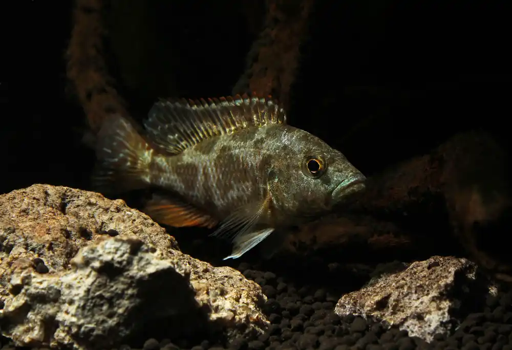 Livingstoni Cichlid - Interstate