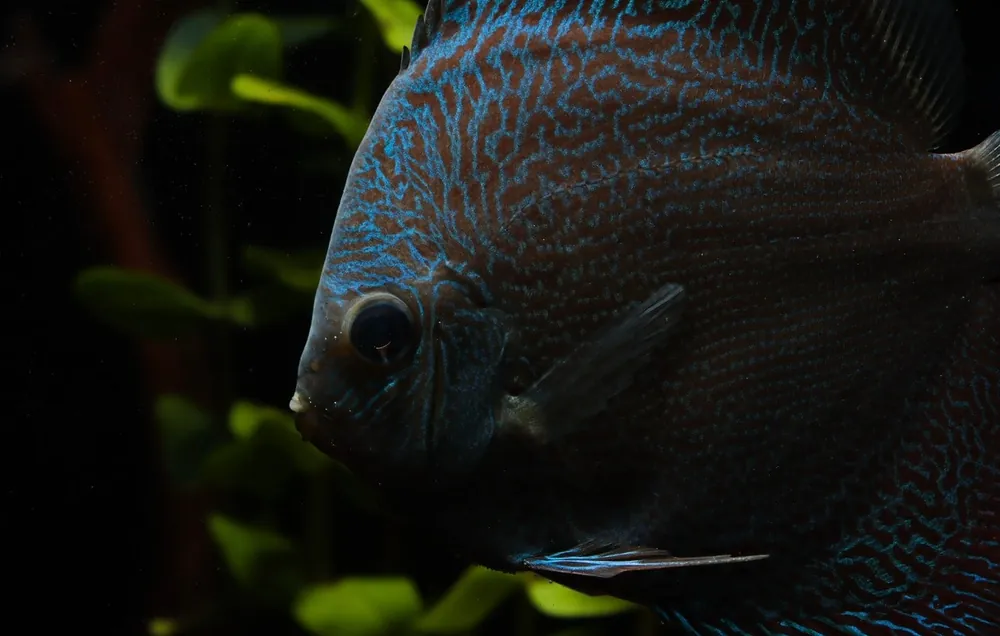 Blue Snakeskin Discus - Cichlid Exchange