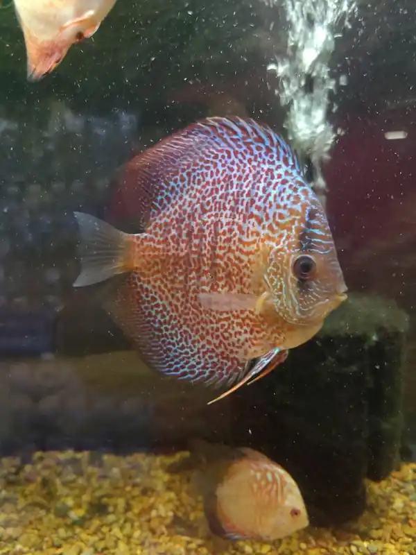 Leopard Discus - Cichlid Exchange