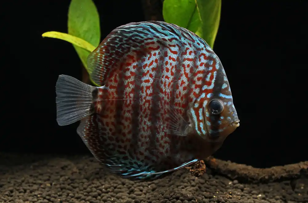Leopard Snakeskin Discus - Cichlid Exchange