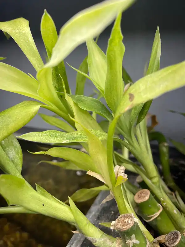 Lucky Bamboo Plant - 5D Tropical