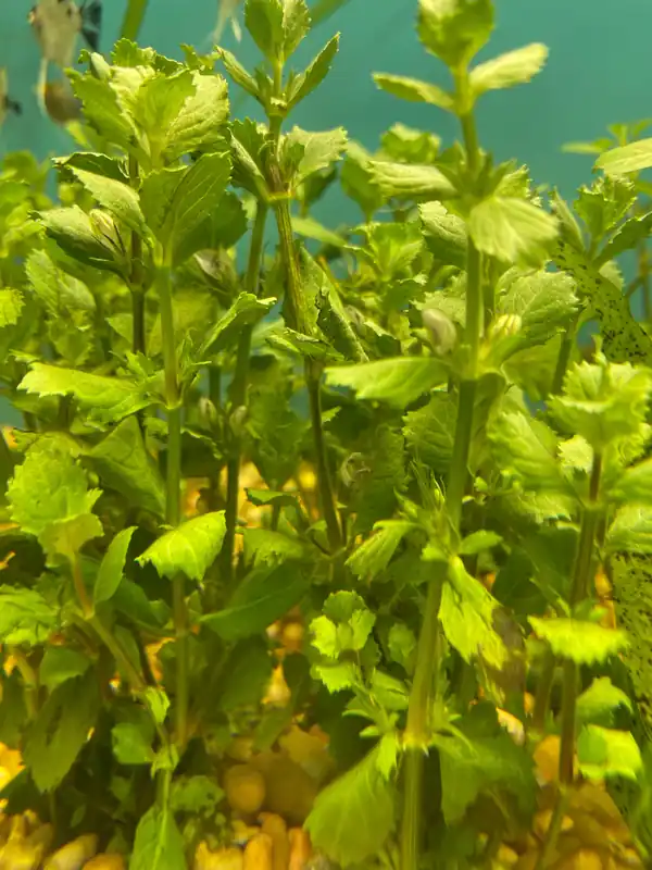 Water Wisteria Aquatic Plant - Emark Tropical Imports