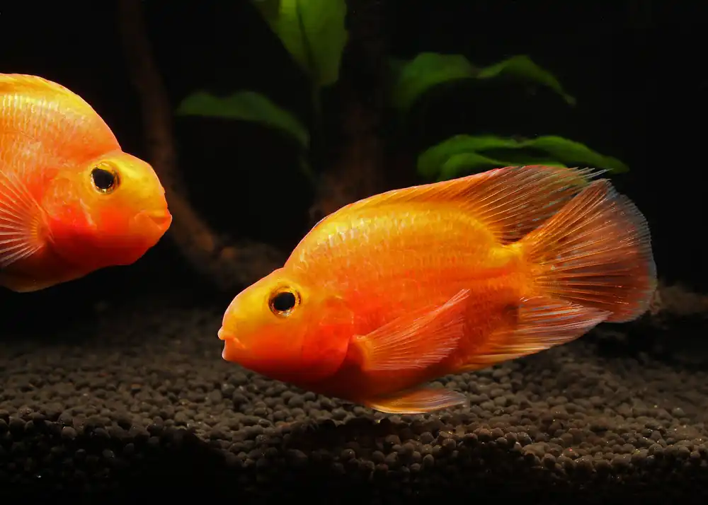 Blood Parrot Cichlid - Central Pet