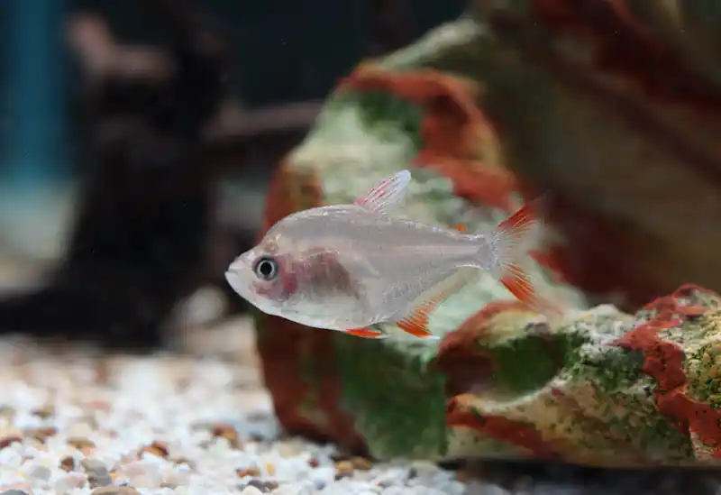 Candy Cane Tetra - Natural Environment Aquatix