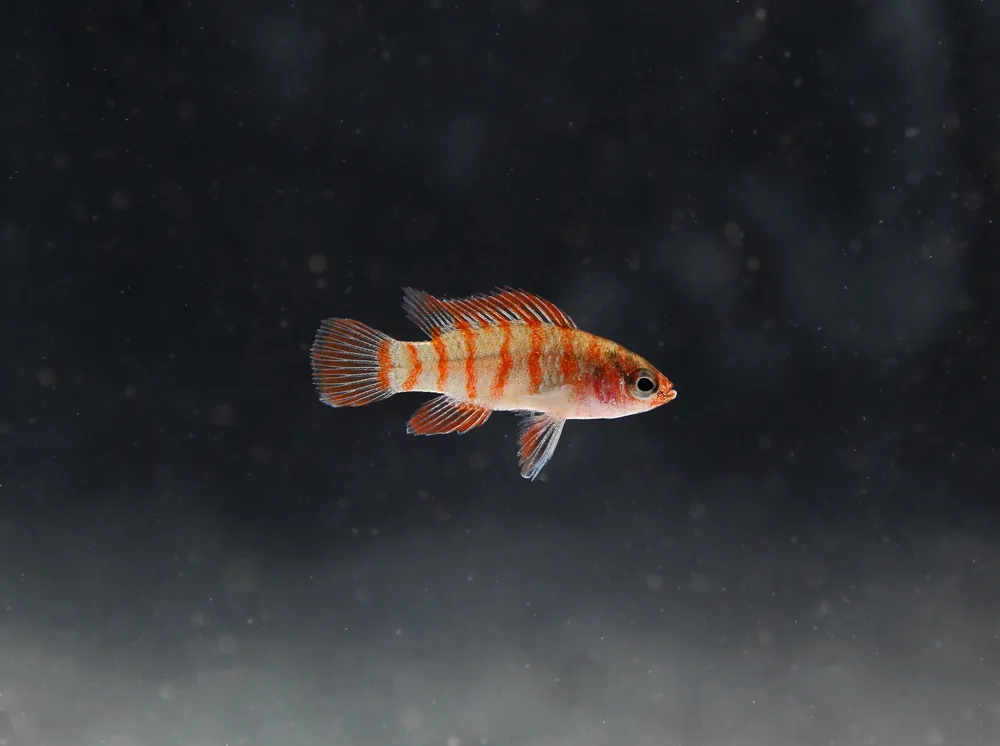Scarlet Badis' - Segrest