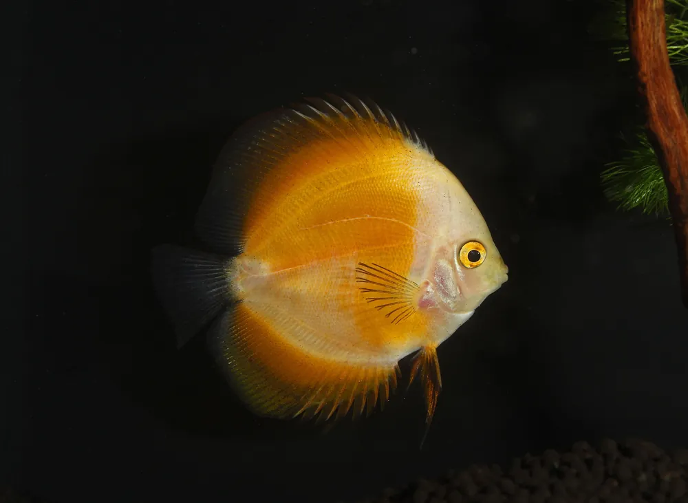 Yellow Melon Discus - Cichlid Exchange