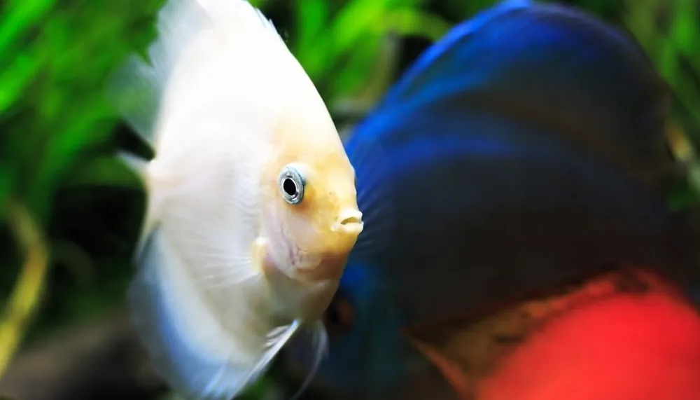 Snow White Discus - Cichlid Exchange