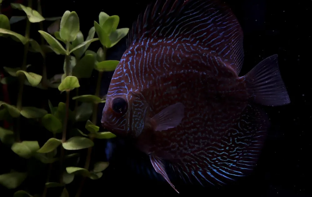 Red Snakeskin Discus - Cichlid Exchange