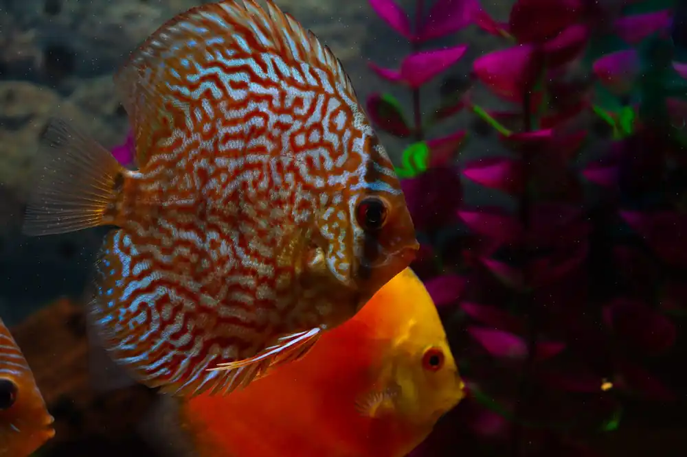 Red Turquoise Discus - Cichlid Exchange
