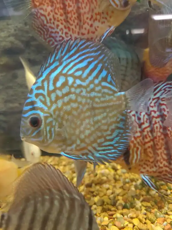 Tiger Turquoise Discus - Cichlid Exchange