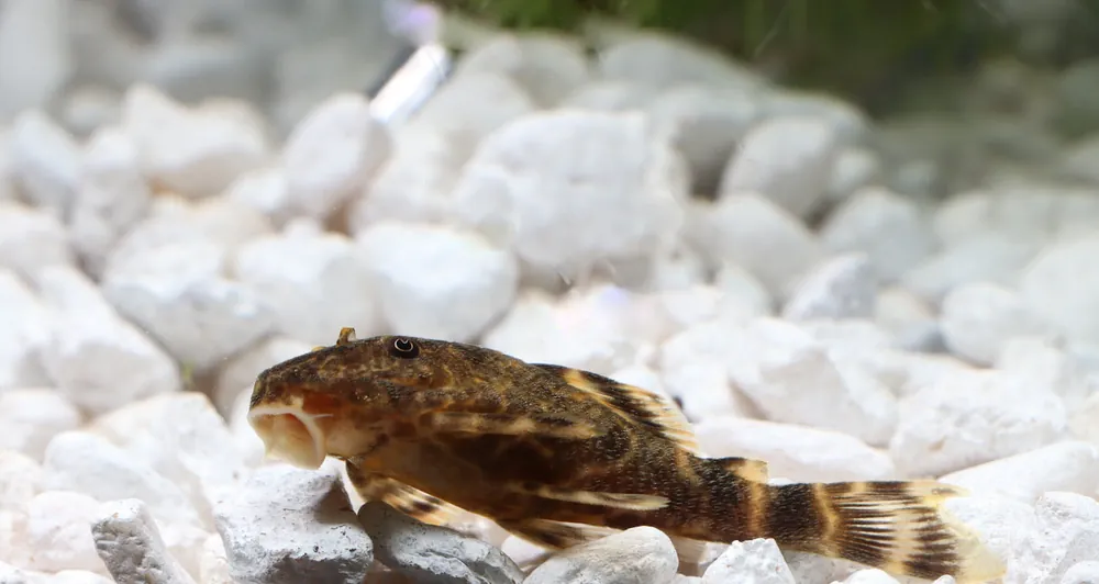 Clown Plecostomus L104 - Carolina Aquatics