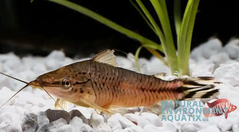 Flagtail Porthole Catfish - Emark Tropical Imports