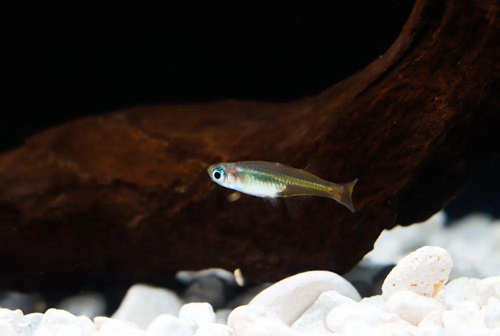 Furcatus Rainbow - Cichlid Exchange