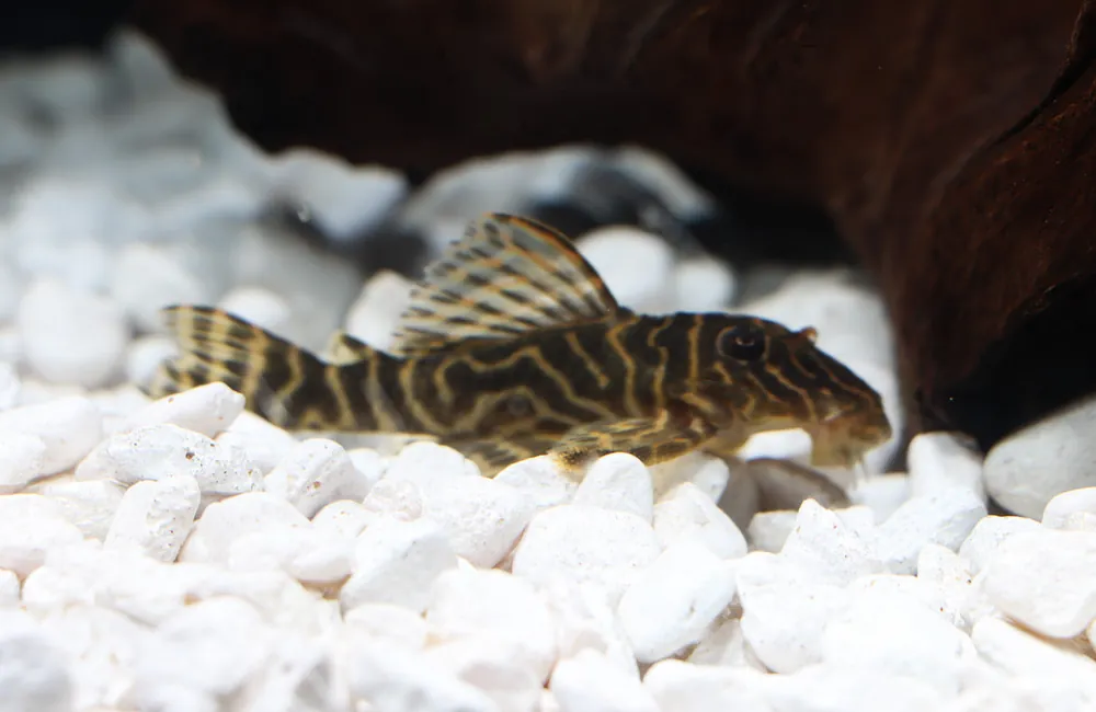 Mega Clown Plecostomus L-340