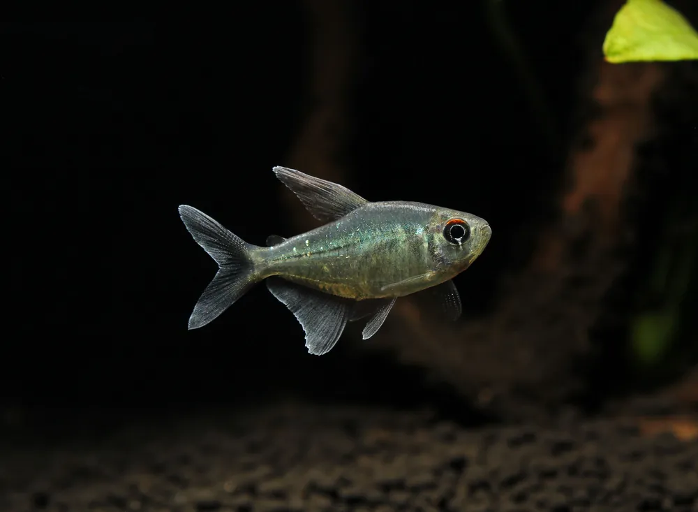 Diamond Tetra - Cichlid Exchange