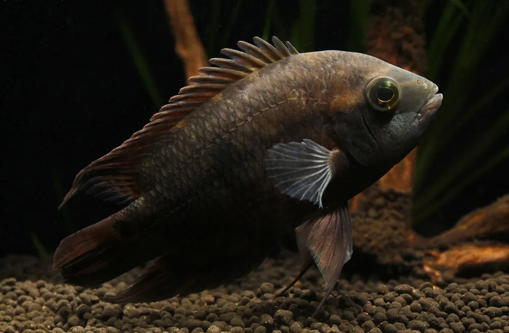 Chocolate Cichlid - Cichlid Exchange