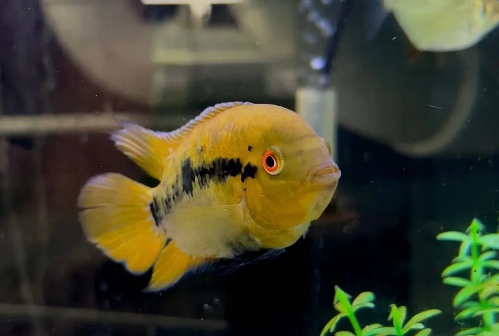 Rainbow Cichlid - Natural Environment Aquatix