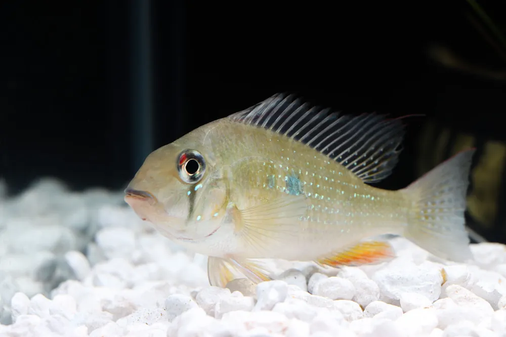 Heckelii Cichlid - Quality Gold