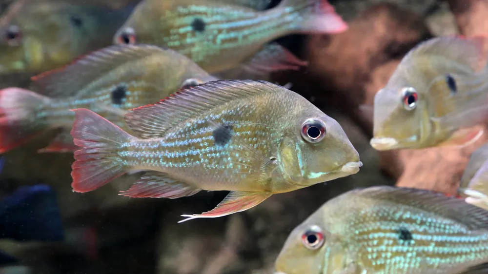 Geophagus Winemilleri Cichlid - Cichlid Exchange