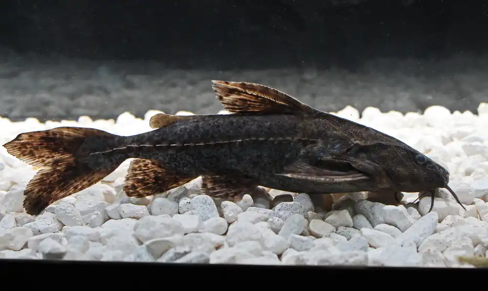 Granulosus Peru Catfish - Interstate