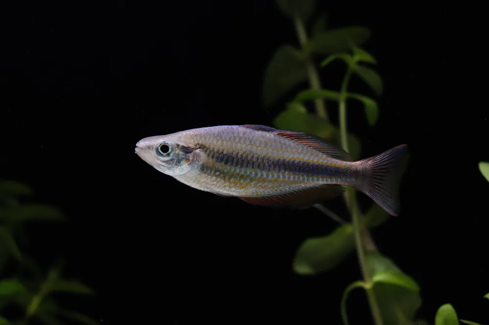 Goyder River Rainbow - 5D Tropical