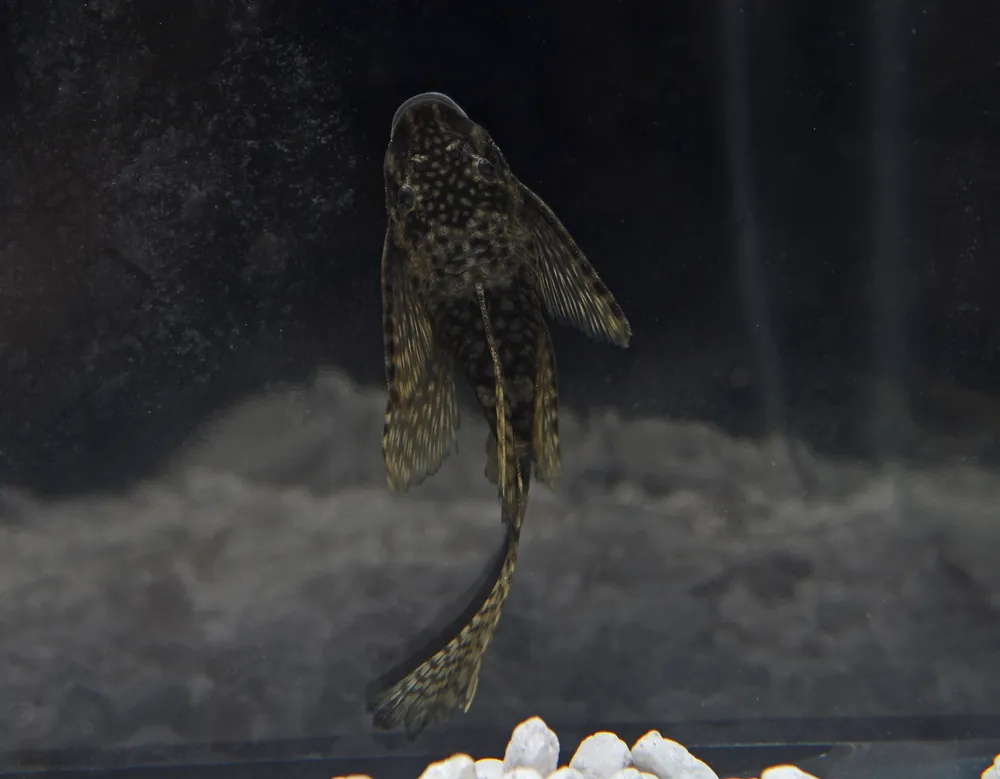 Longfin Ancistrus - Mikes