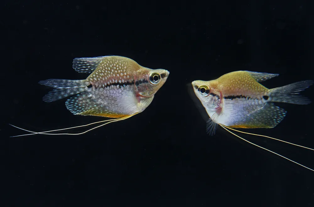 Pearl Balloon Gourami - Cichlid Exchange
