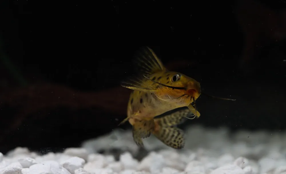 Synodontis Ocellier Catfish - Quality Gold