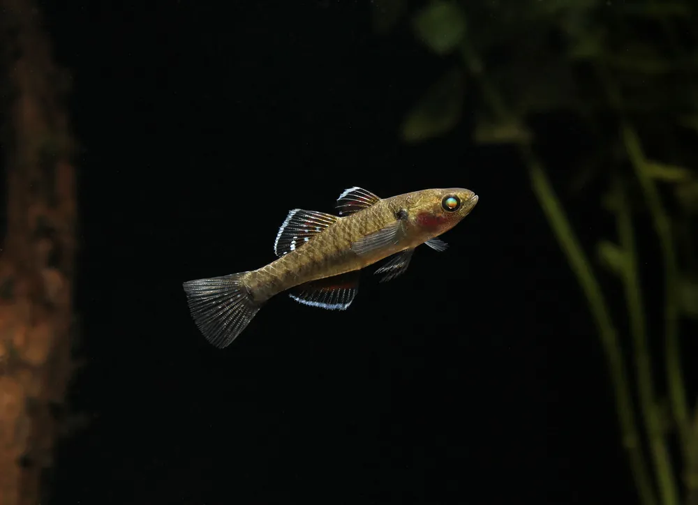 Empire Gudgeon - Cichlid Exchange