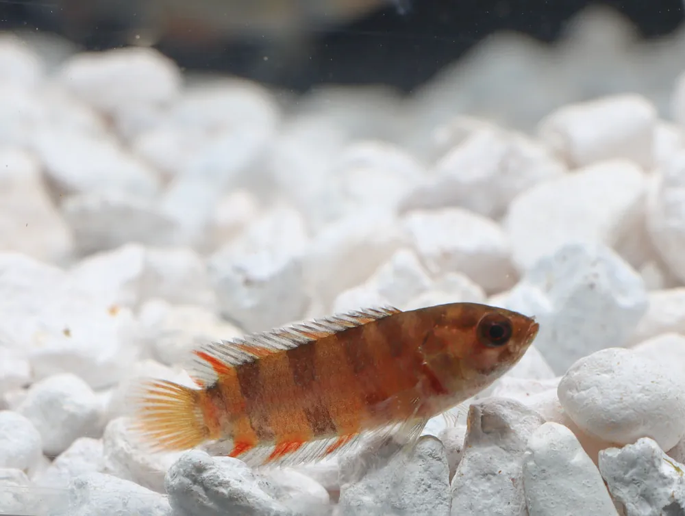 Ornate Bushfish - Cichlid Exchange
