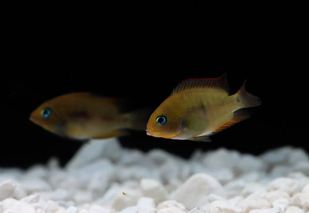 Sajica Cichlid (T-Bar Cichlid)