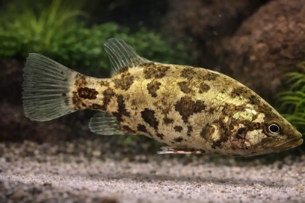 Nandus Indian Leaf Fish - Cichlid Exchange