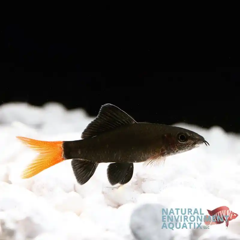 Redtail Shark - Sun Pet