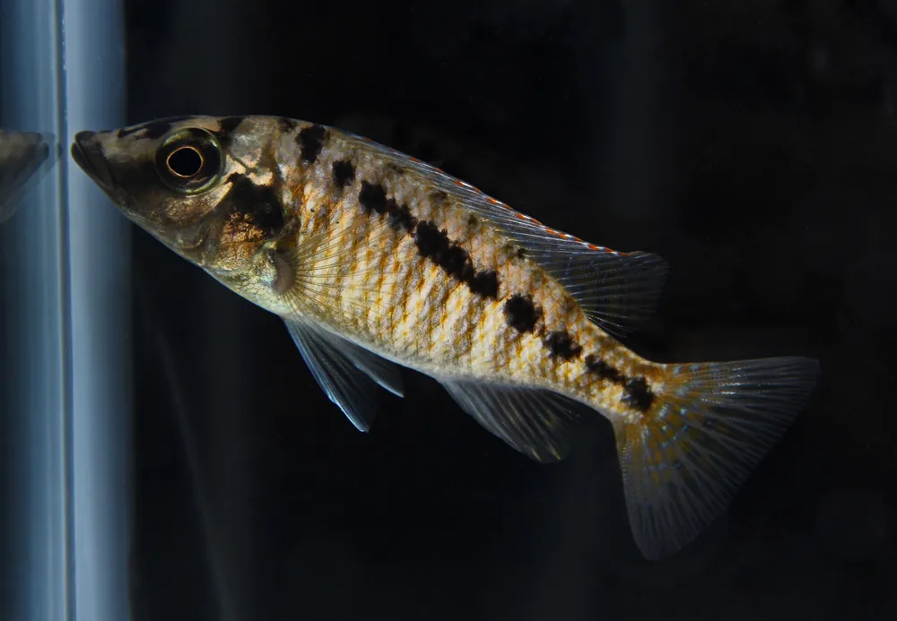 Lichnochromis Acuticeps Cichlid - Rick