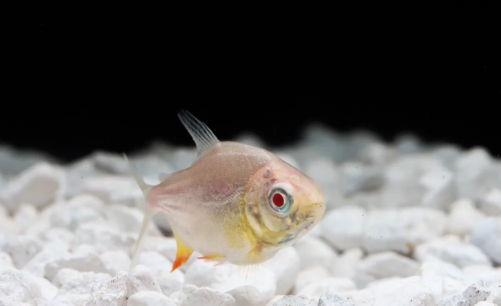 Albino Pacu - Emark Tropical Imports