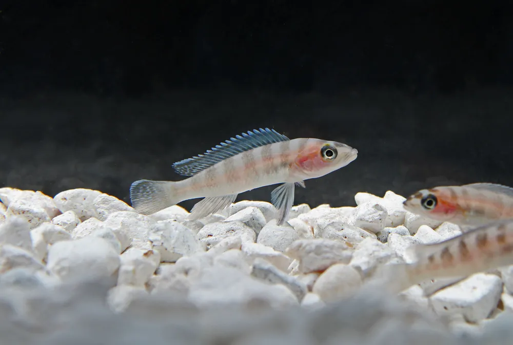 Cylindricus Cichlid - Rick