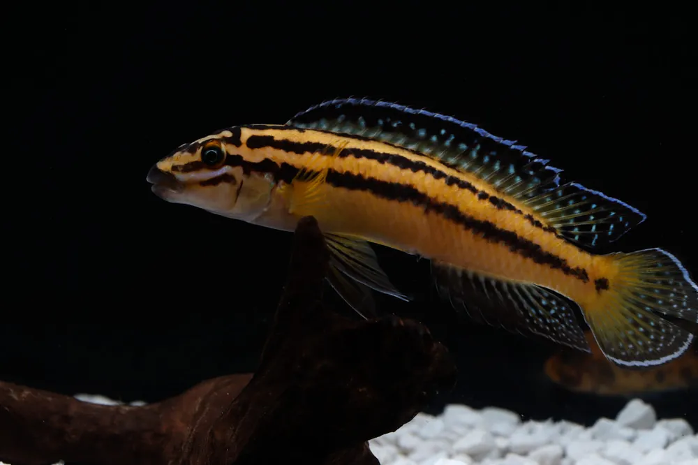 Julidochromis Regani Cichlid - Rick