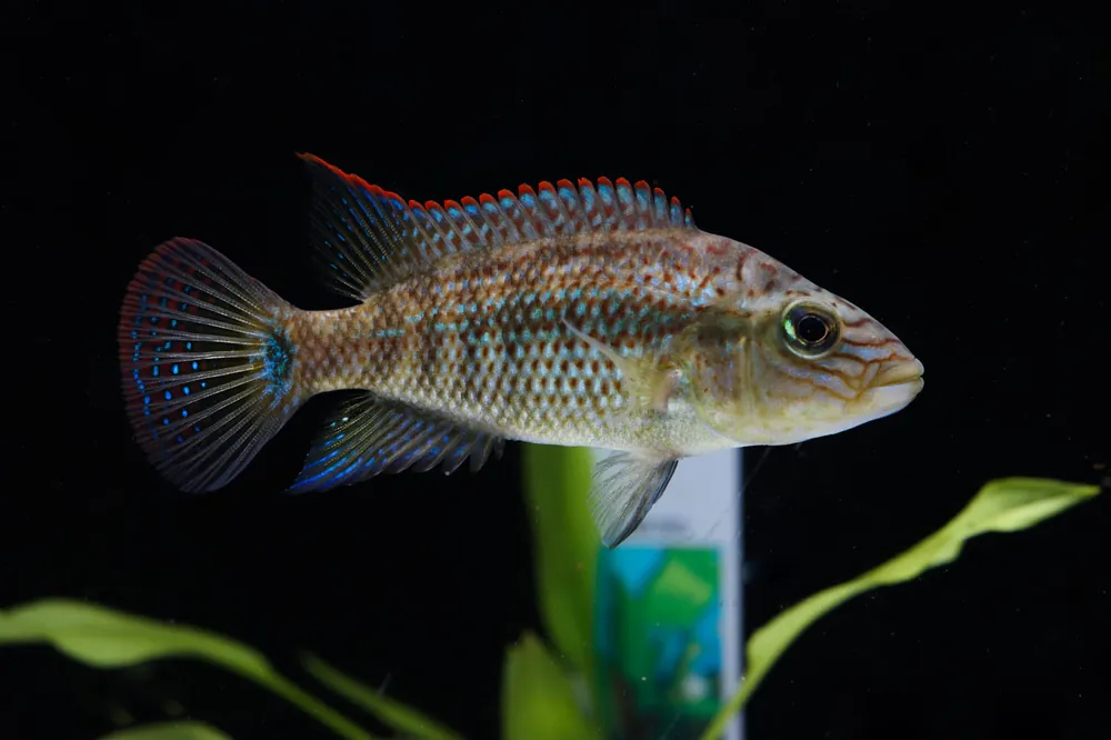 Cichlasoma Gramodes Cichlid - Cichlid Exchange