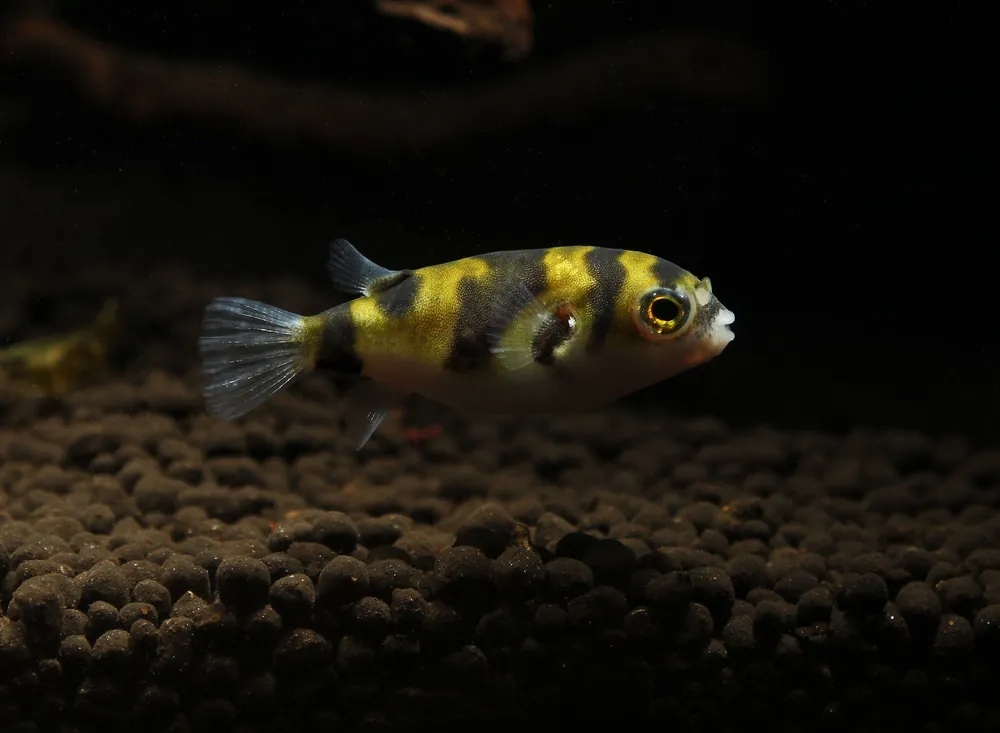 South American Puffer Fish - Sun Pet